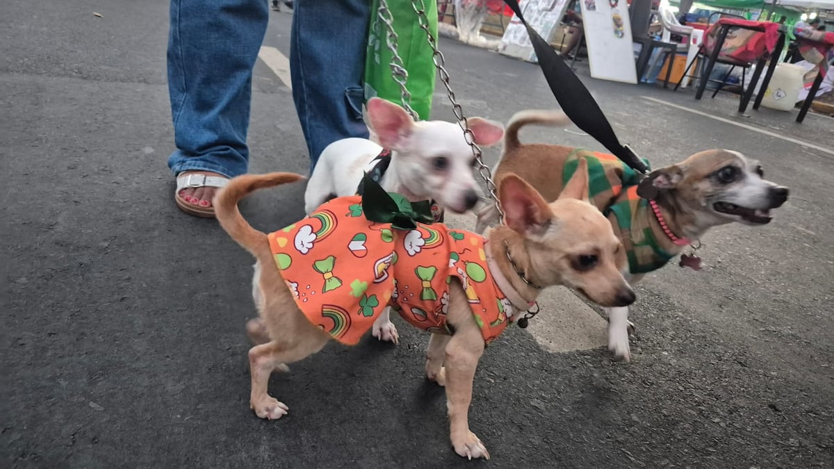 Entre organización y nostalgia: la esencia del Carnaval en discusión