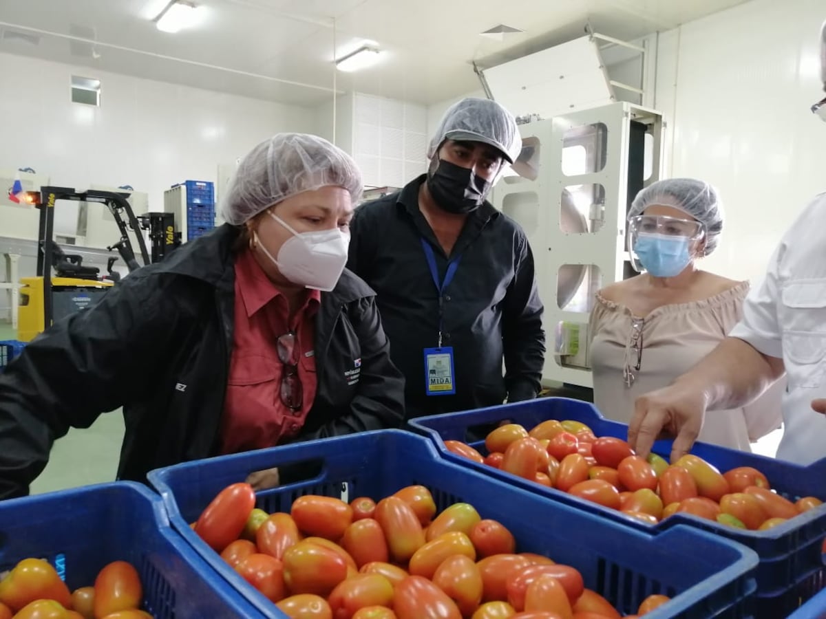 Compra de tomate a productores chiricanos supera los 50 mil dólares