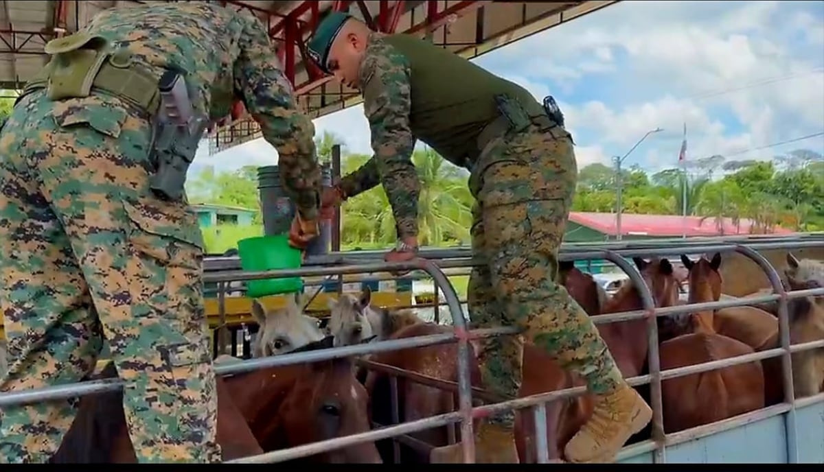 Aprehenden a ciudadano por presunta falsificación de documentos en Chiriquí +Video