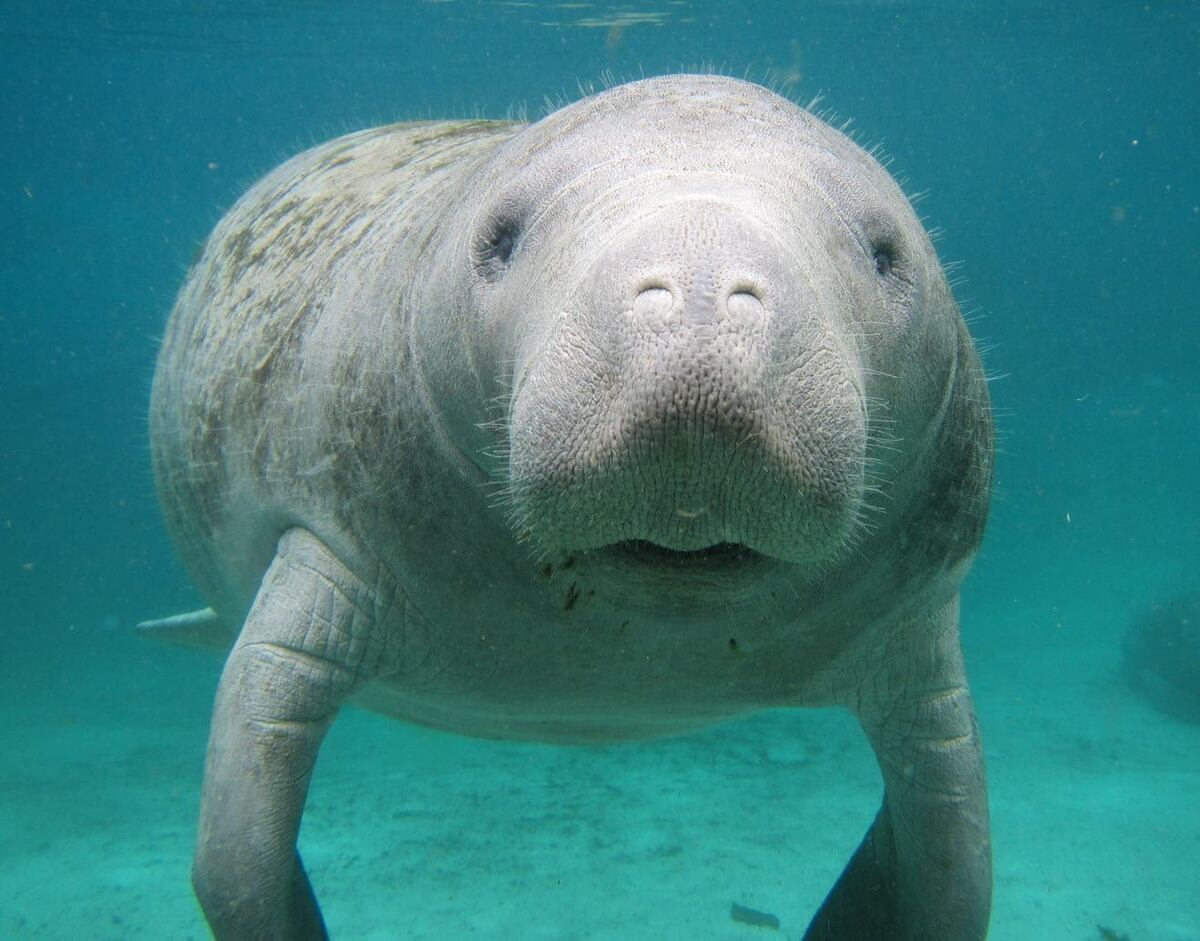 Un sistema de monitoreo busca preservar manatíes en el Caribe de Panamá