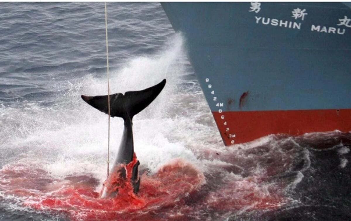 ¡QUÉ TRISTEZA! Barcos japoneses cazan 300 ballenas bajo amparo científico