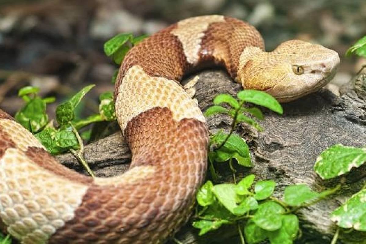Exhiben serpiente con dos cabezas 