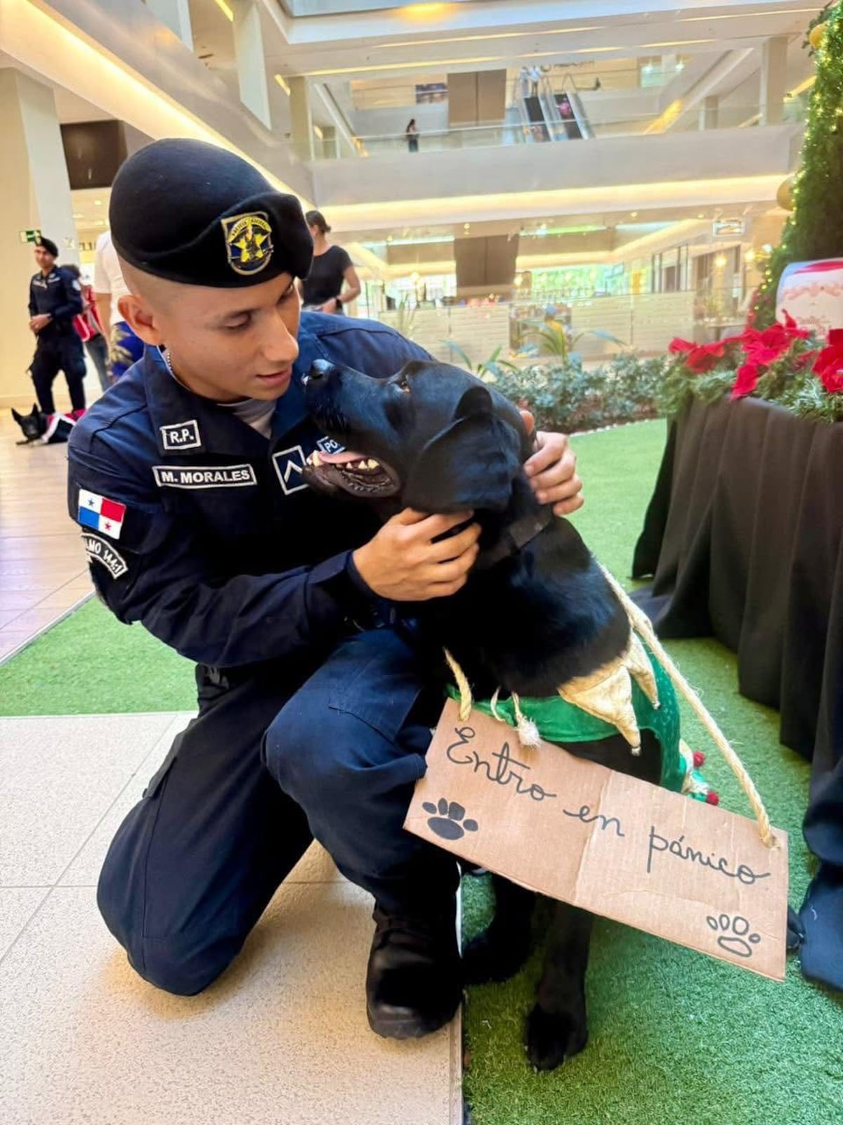 Fuegos, ruido y mascotas: la alerta de fin de año