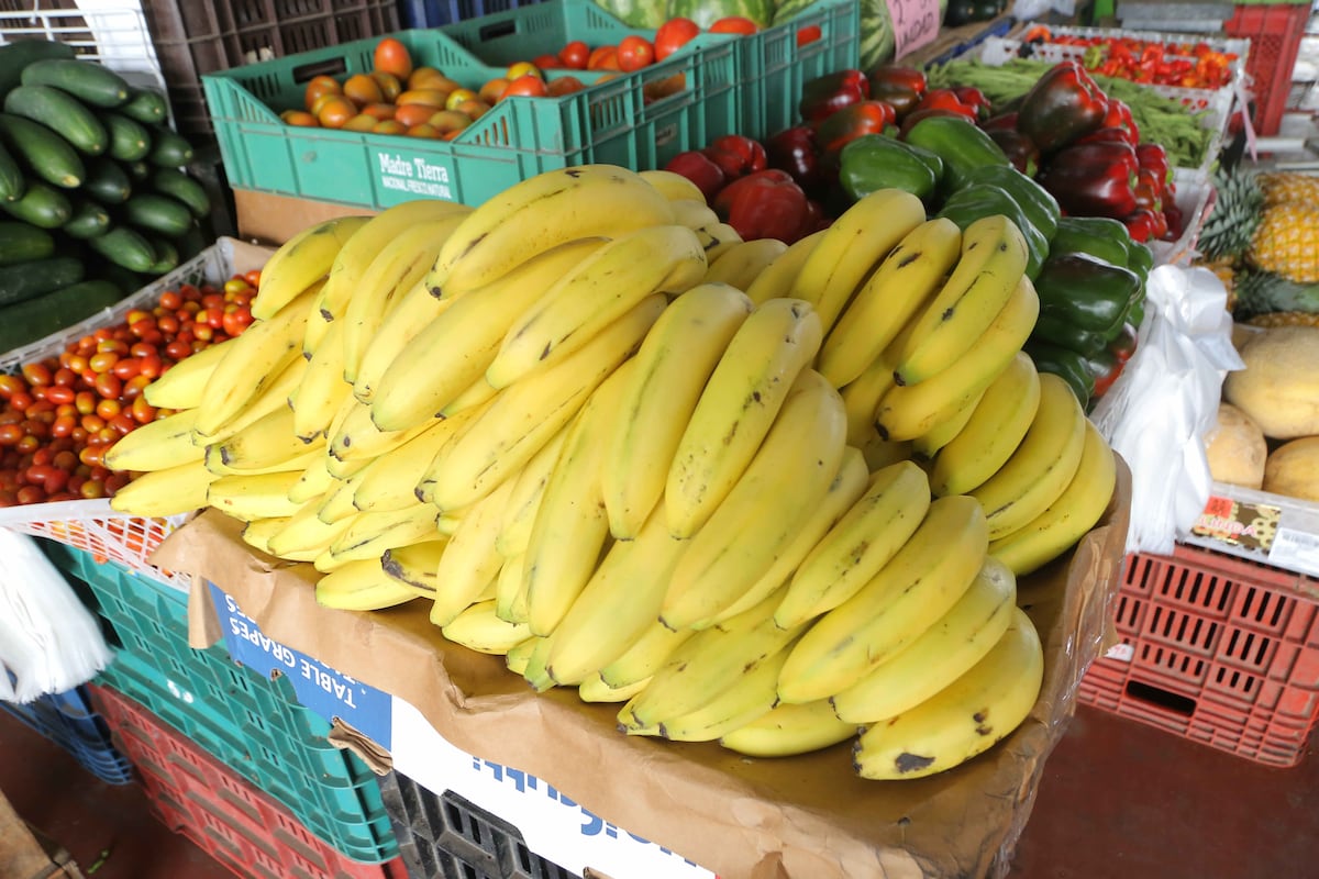 Chiquita cierra fincas en Bocas del Toro: ‘Ya están reemplazando el banano panameño’