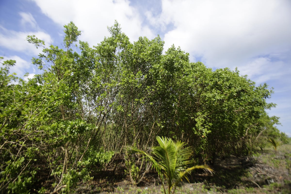 Manglares renacen en Isla Galeta: la naturaleza recupera terreno en Colón