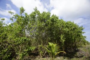 Manglares renacen en Isla Galeta: la naturaleza recupera terreno en Colón