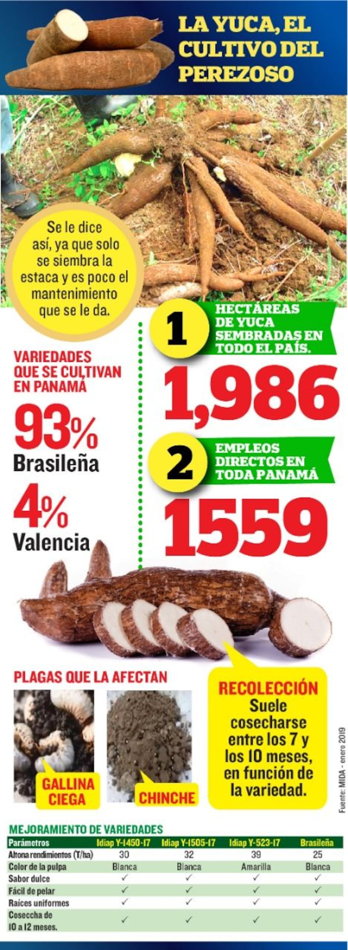 ¿De dónde vienen las yucas que se consumen en Panamá?