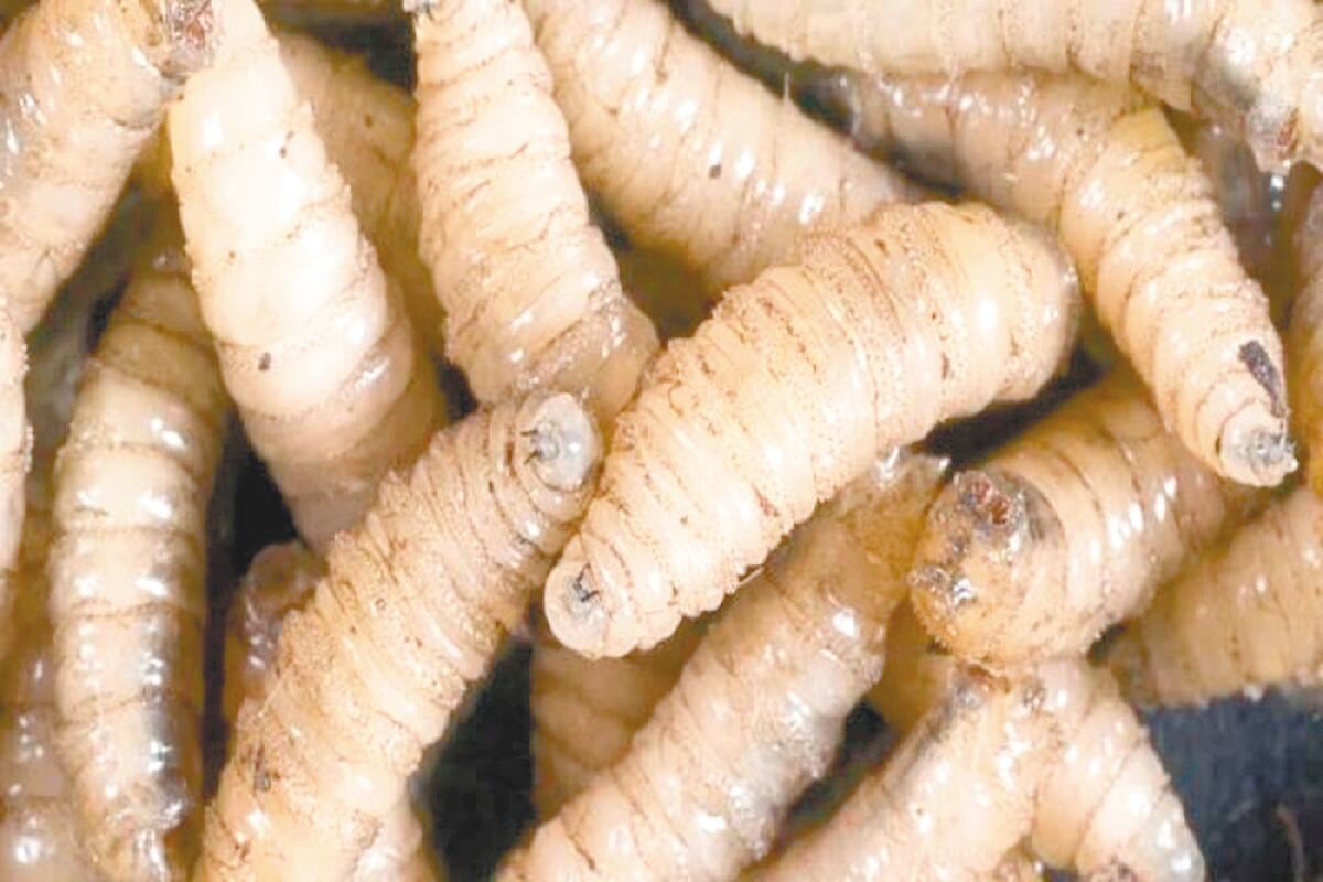 ¡Emergencia de salud! Bebé de un añito y abuelito de 94 años entre los afectados por el gusano barrenador. Ya van 8 casos