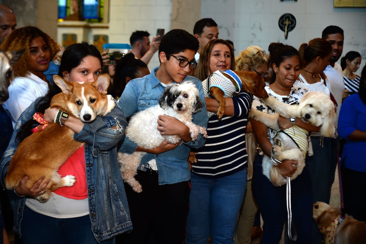 Una misa para la bendición de animales en la parroquia San Francisco de Asís en San Felipe