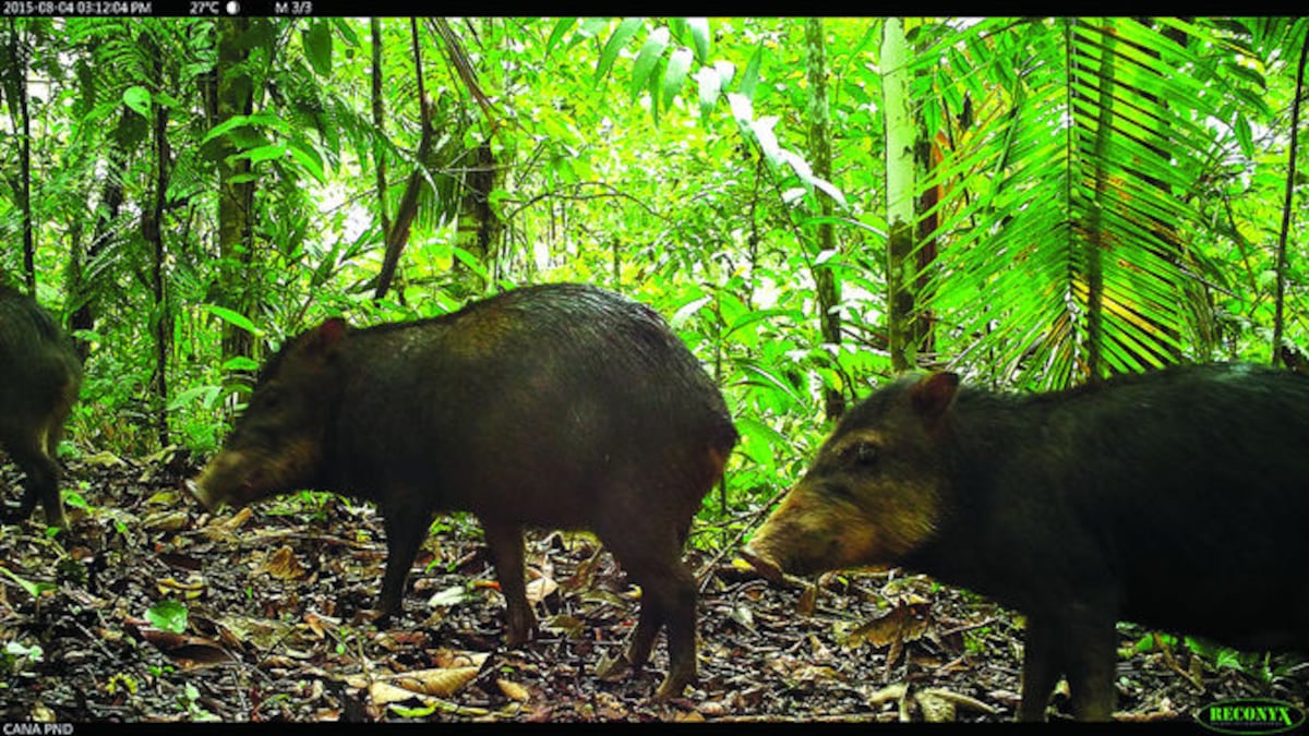 Encontraron mucha sangre. Cuando fueron a alimentar a los puercos de montes del Parque Summit no estaban. Video
