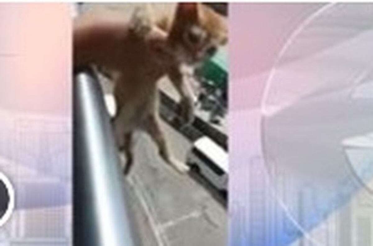 CONFIESA. 'Lo mataron porque querían saber qué se sentía matar un gato'