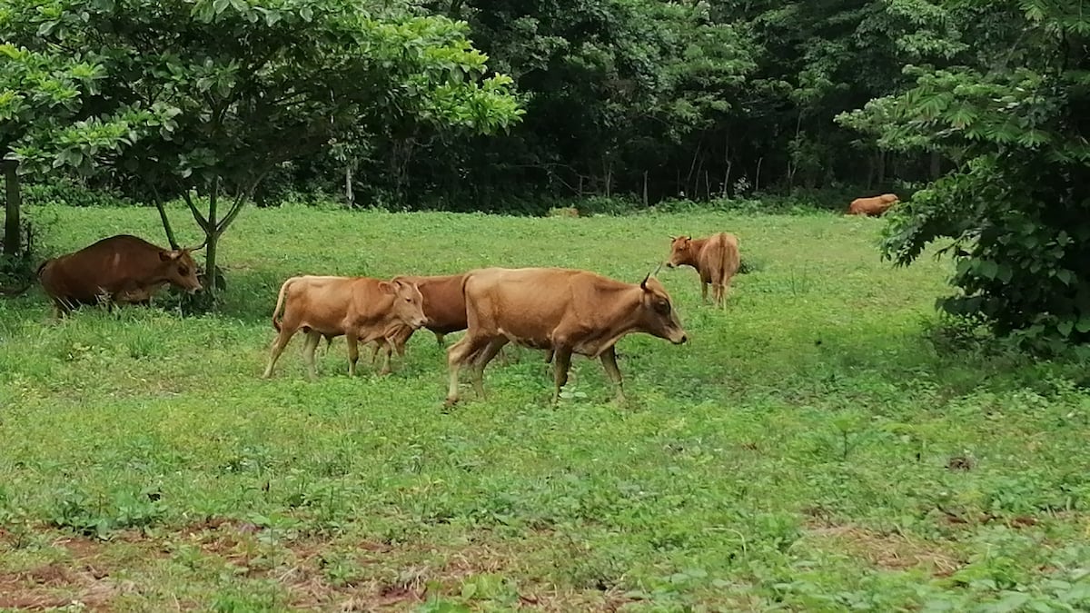 Ganado Guabalá. Llegó con la conquista de los españoles a Panamá