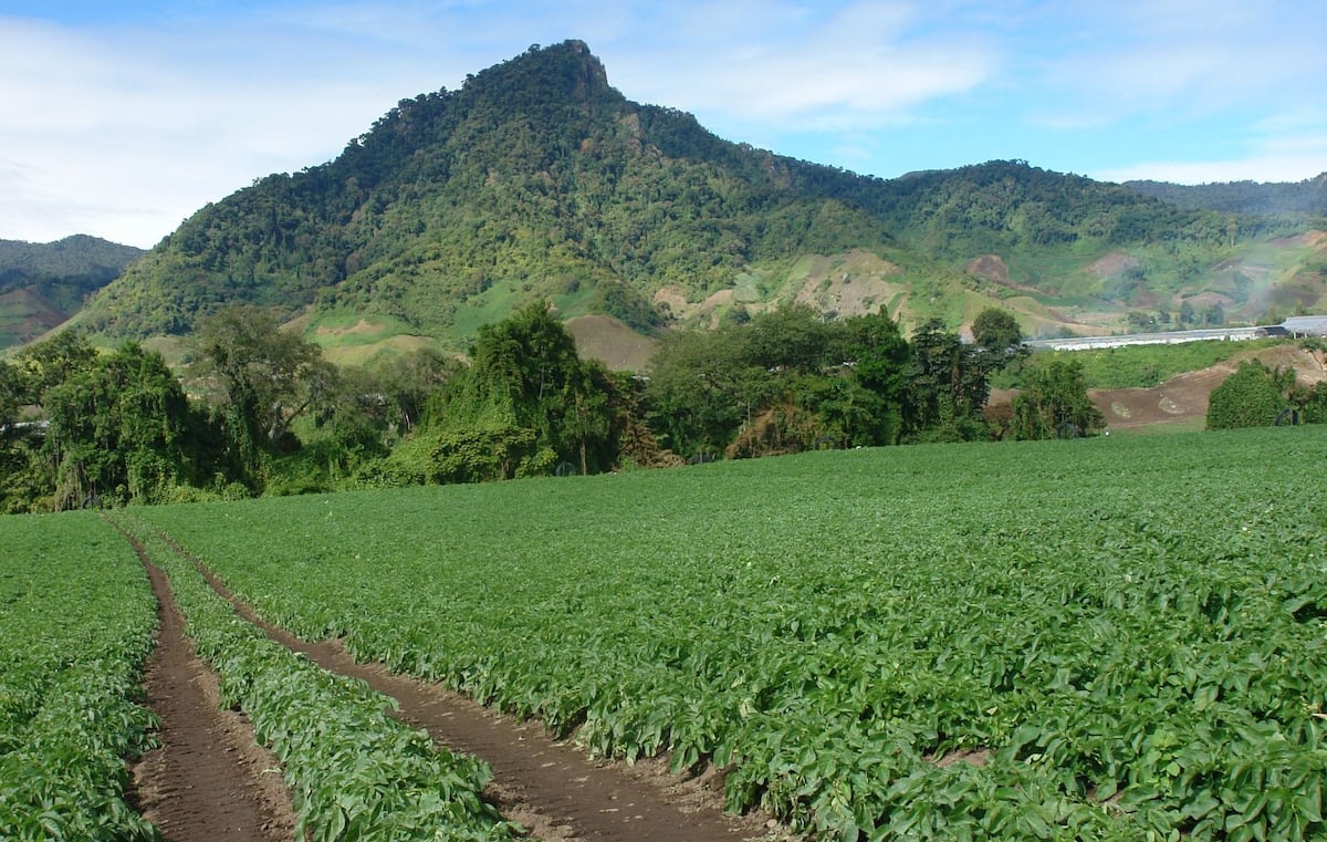 Mi Agro: La papa que se vende en Panamá es 100 % chiricana