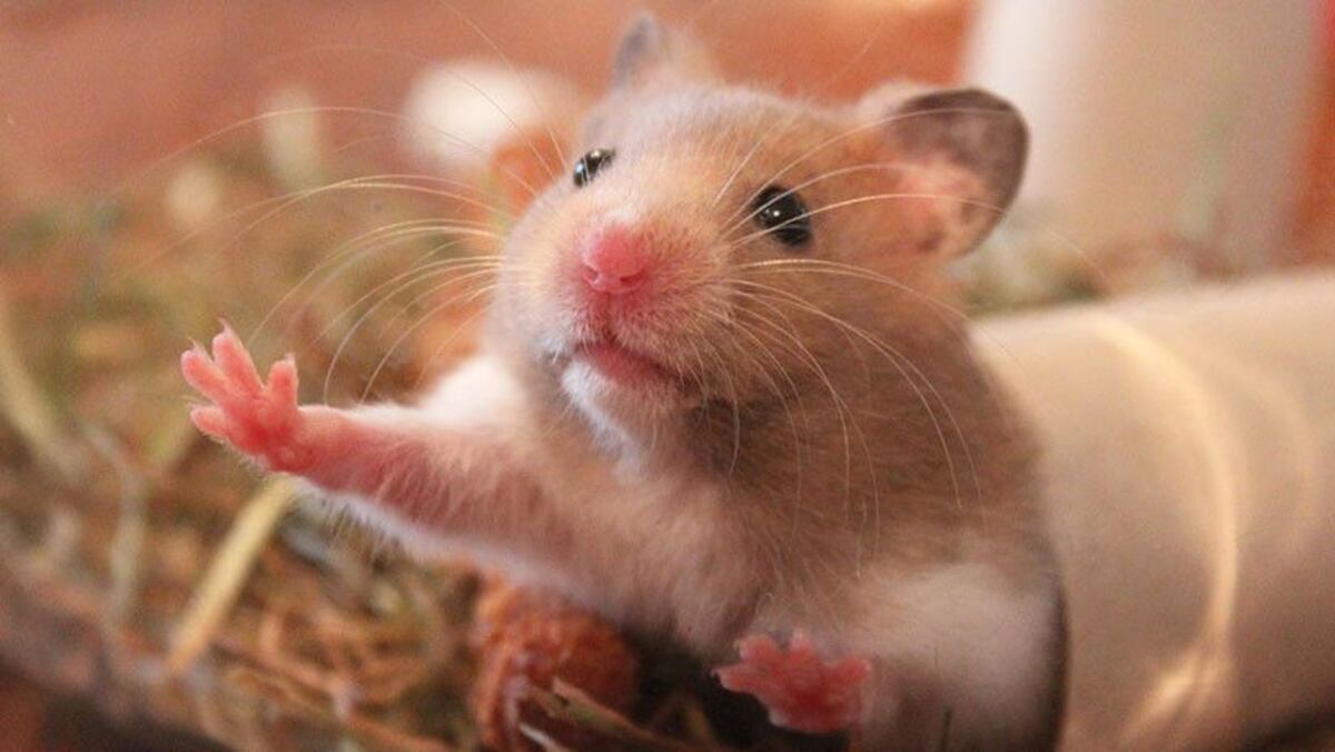 Joven busca demandar a línea aérea que la obligó a tirar su hámster al inodoro