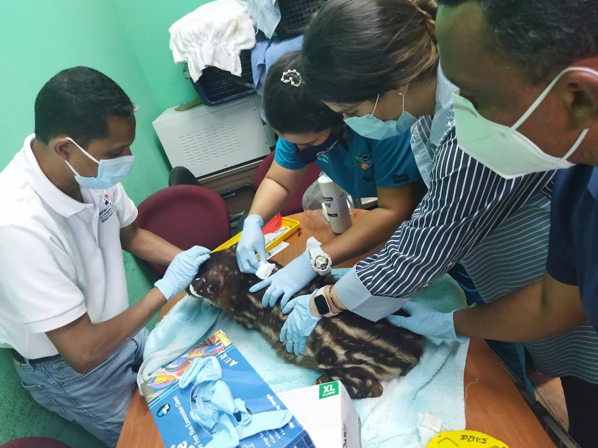 Sola y sin presencia de su madre, rescatan a pequeña cría de Tapir en la comunidad de Punusa en Darién