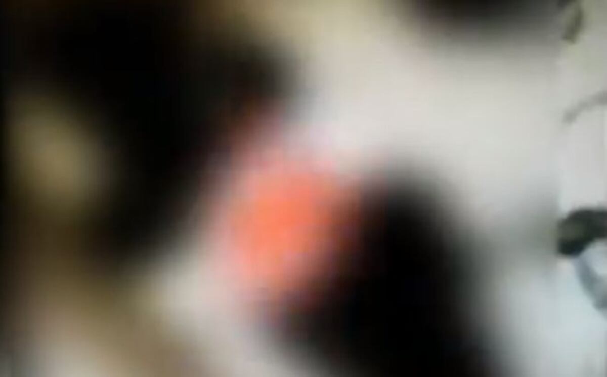 Estudiantes prenden vivos a unos gatitos y las redes revientan 