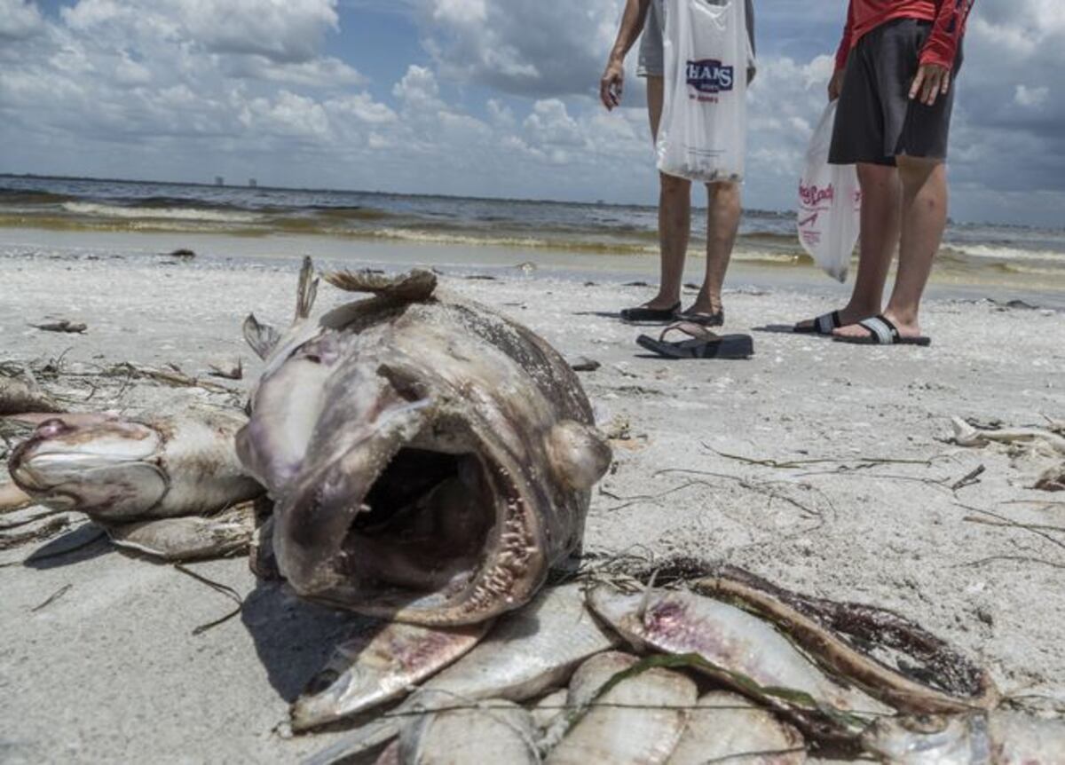 Miles de peces amanecen muertos en las costas de la Florida