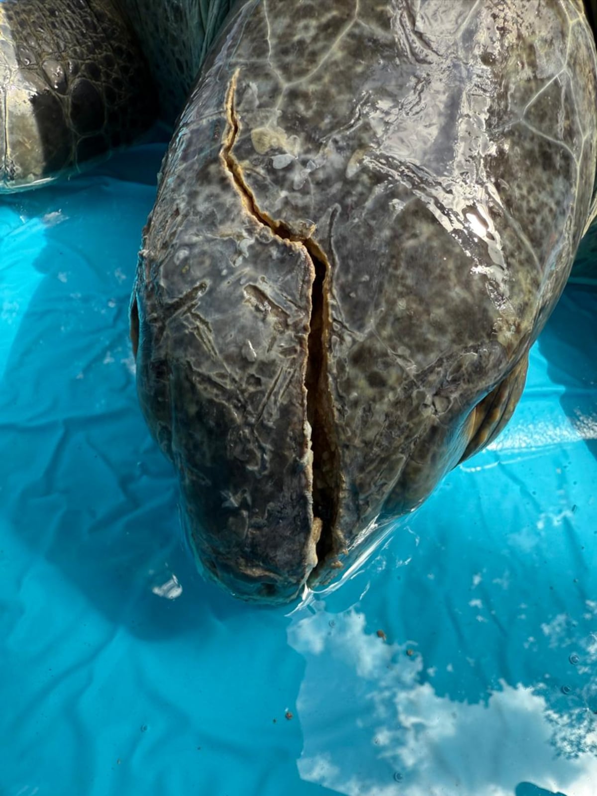 Tortuga verde es auxiliada tras sufrir graves heridas en Taboga