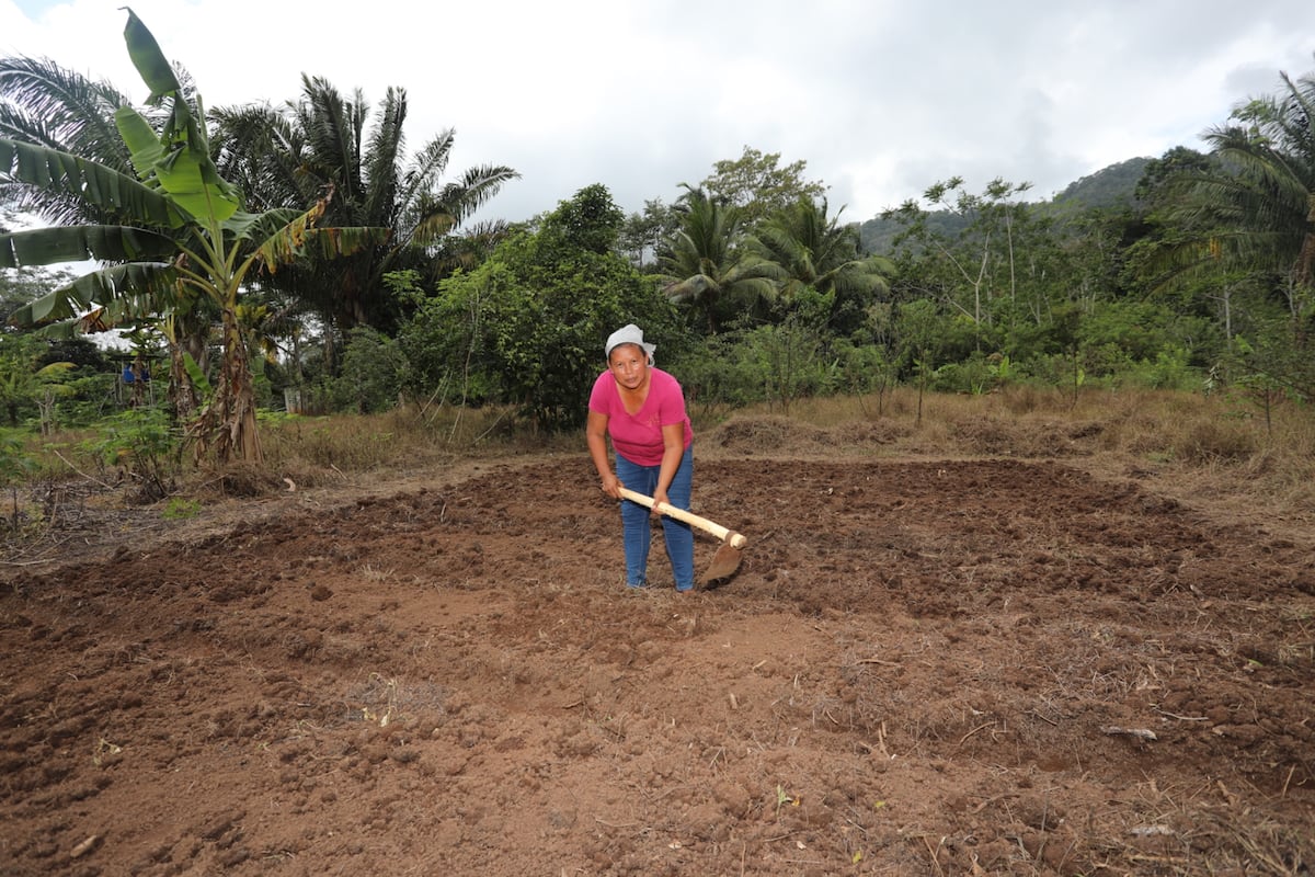 Con machete y botas: así trabaja Aida Rodríguez, una guerrera del campo en Panamá