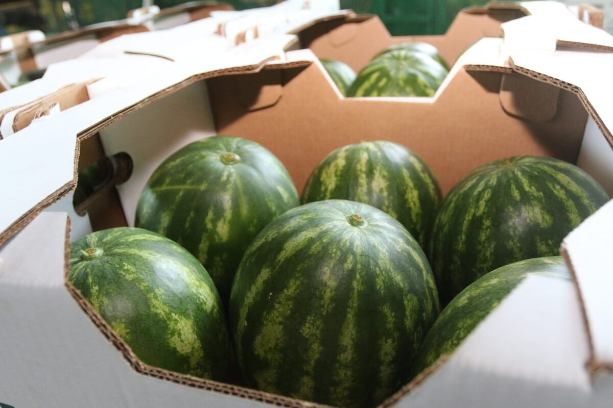 Panamá rompe récord en exportaciones durante el primer trimestre de 2025