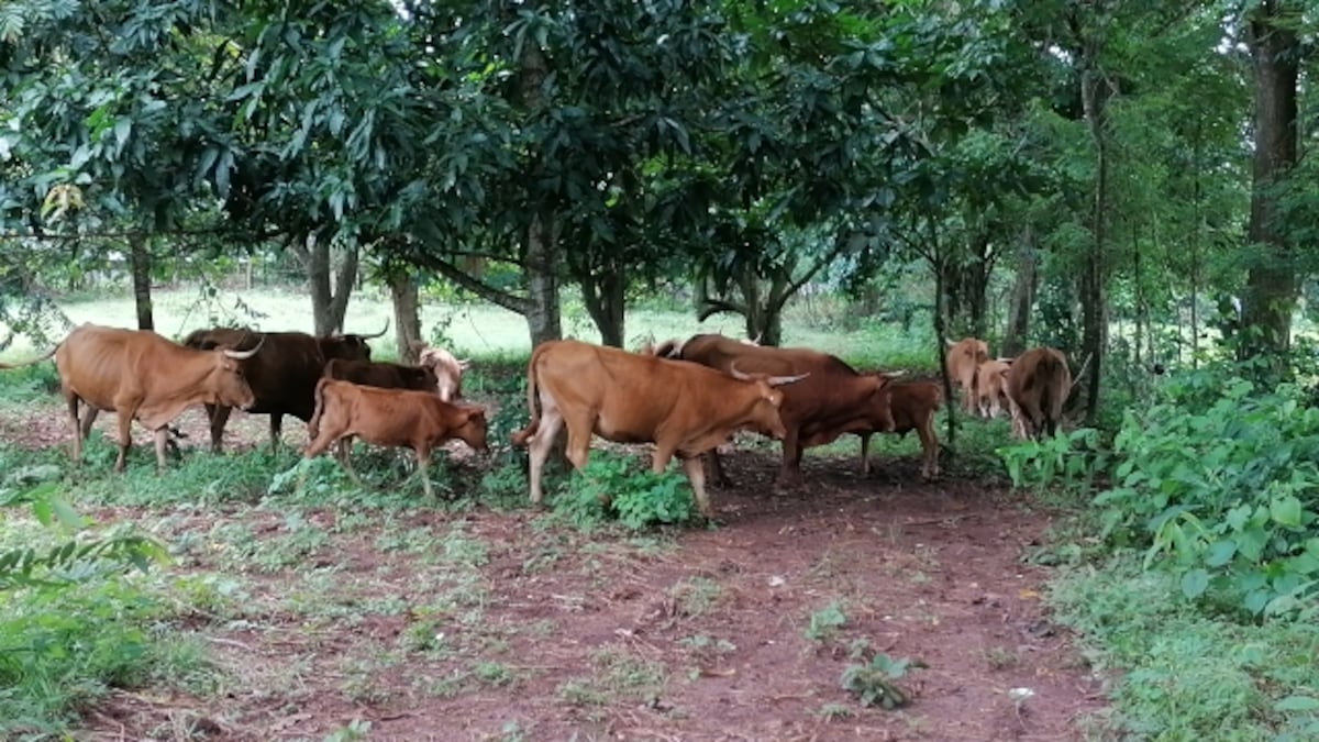 Ganado Guabalá. Llegó con la conquista de los españoles a Panamá