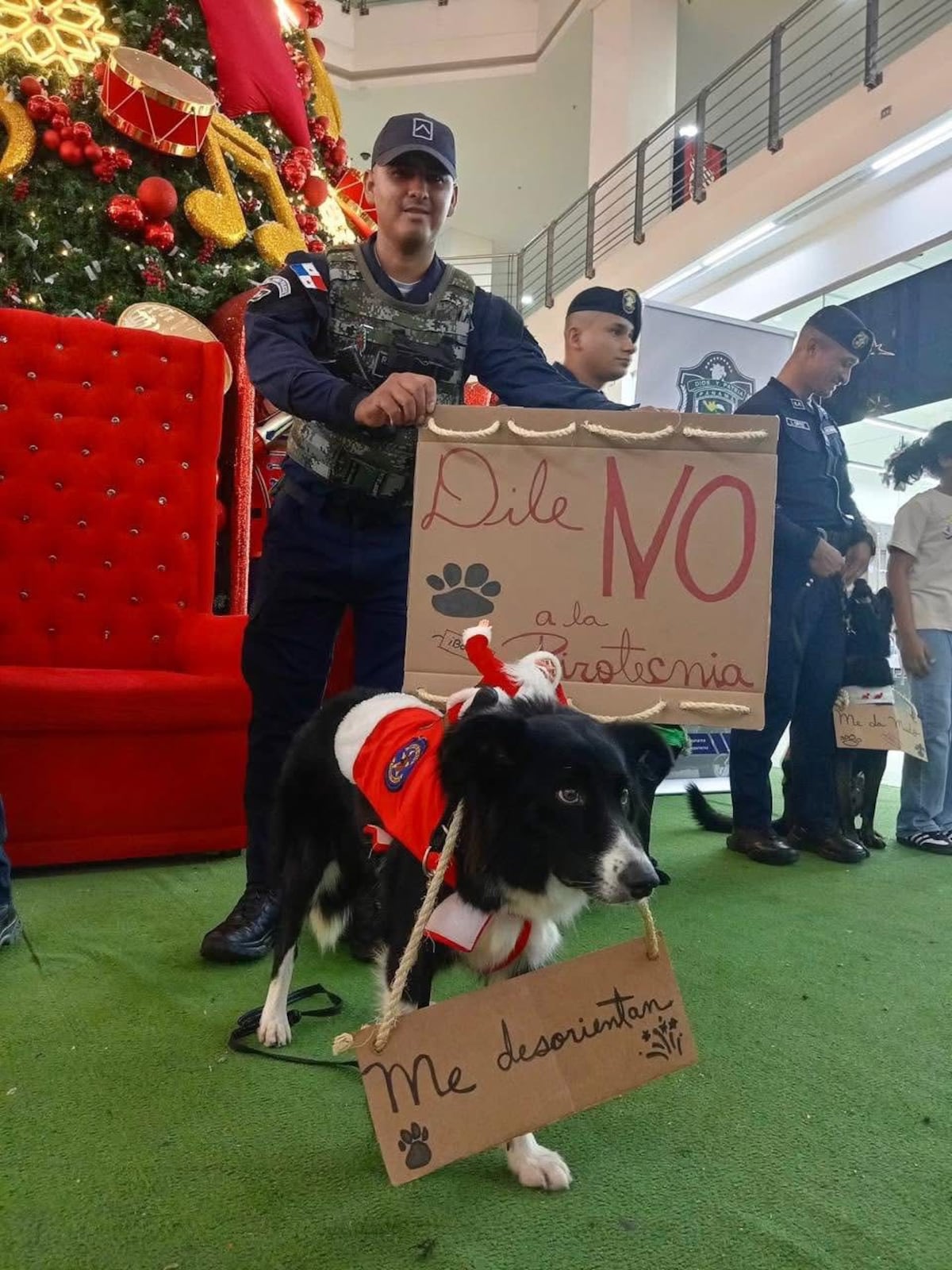 Fuegos, ruido y mascotas: la alerta de fin de año