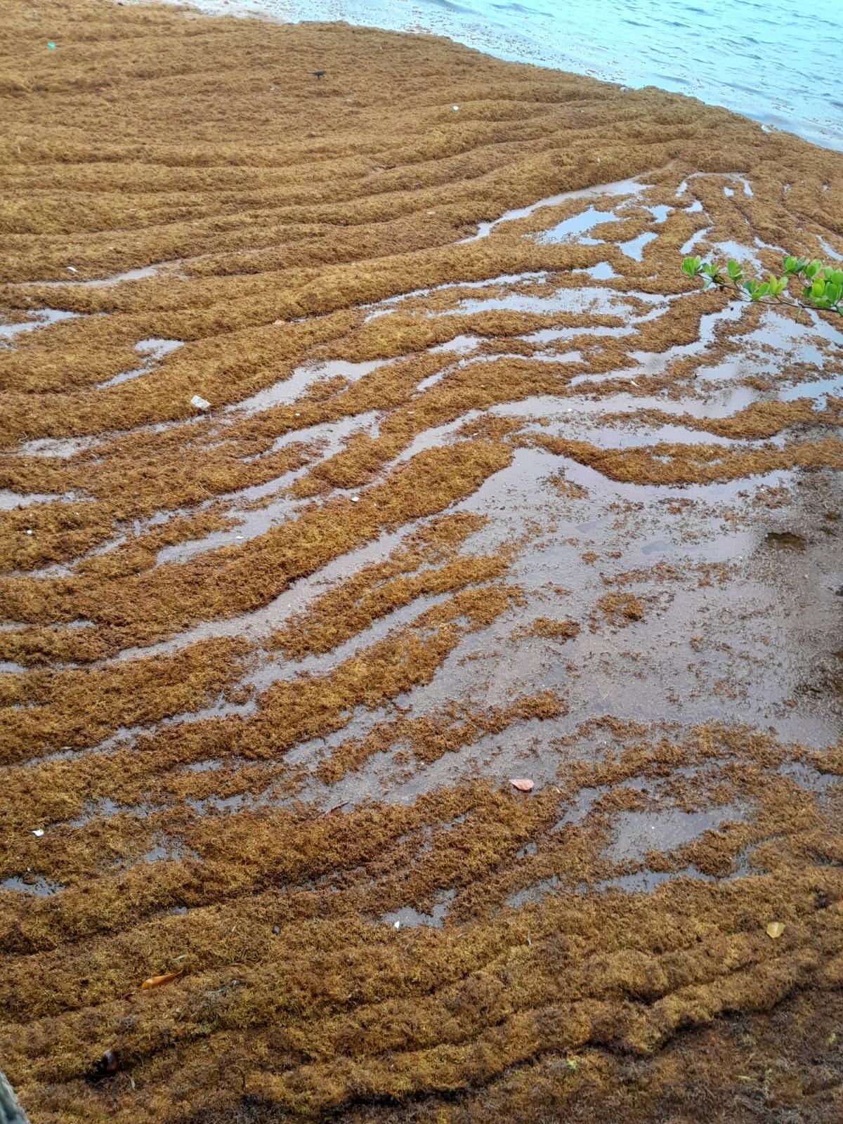 ¡Playa llena de algas! Sargazo se toma La Langosta en Colón
