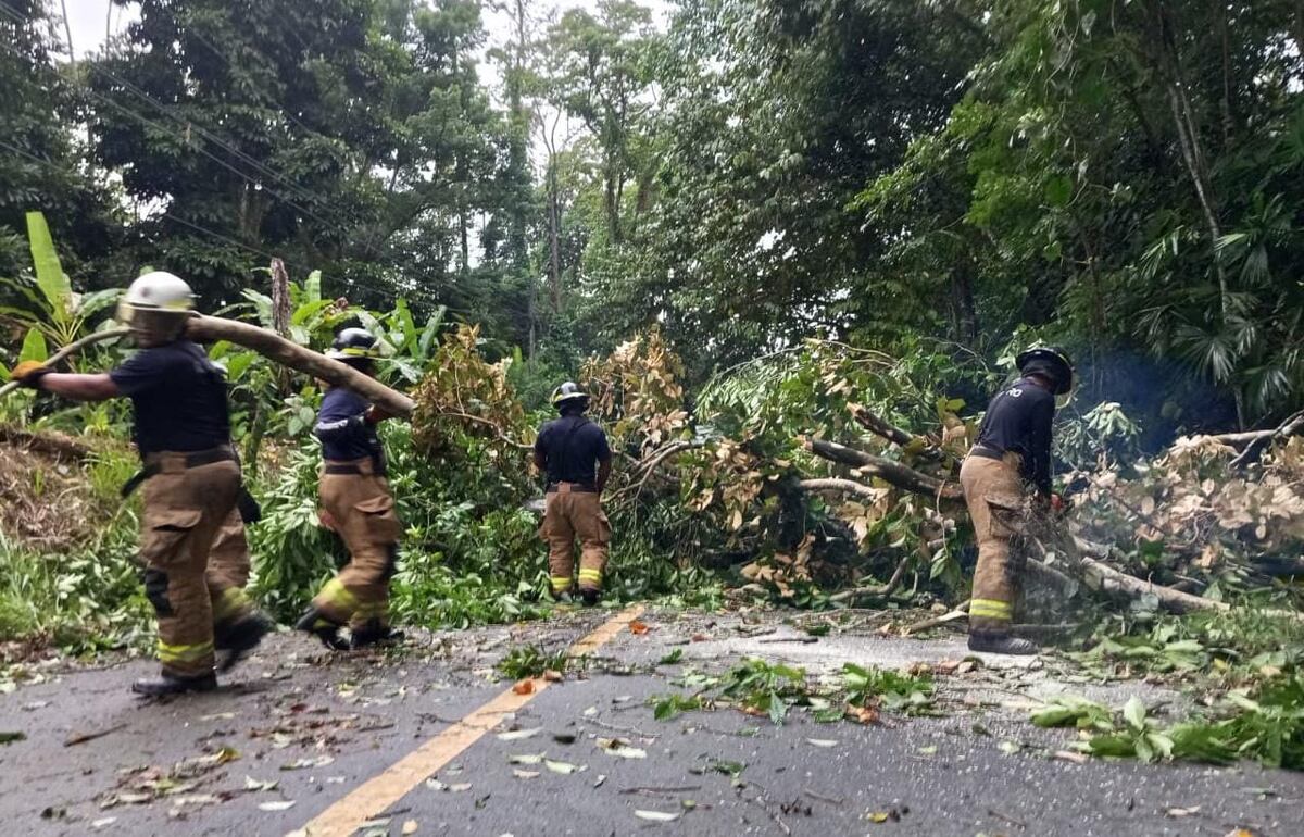 Aguaceros que dan miedo: 801 árboles caídos y 25 derrumbes ya en 2025