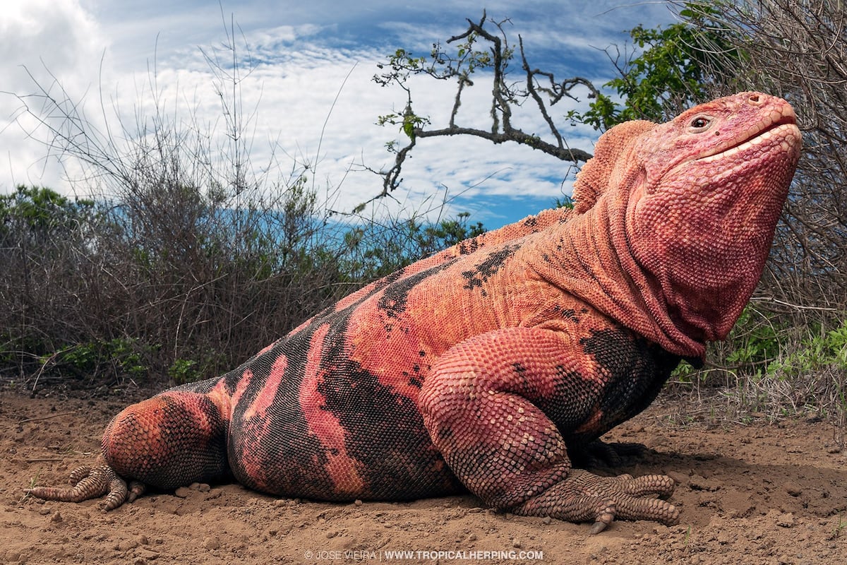 Hallan en Galápagos dos crías de iguana rosada, especie en peligro crítico de extinción