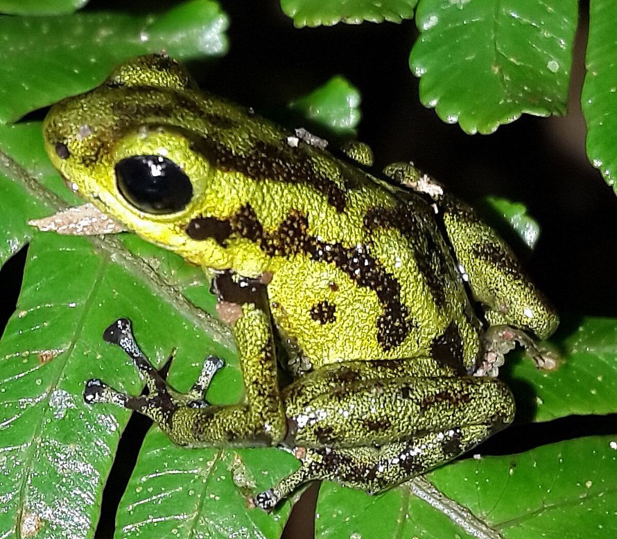 Ranita Vicente, una nueva especie descubierta en Panamá