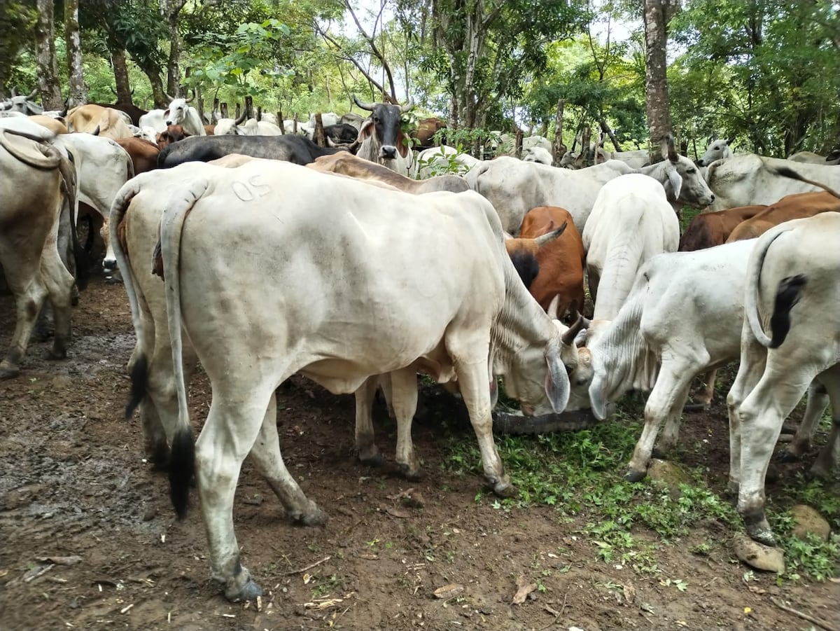 Red criminal de hurto de ganado salpica a funcionarios en Azuero
