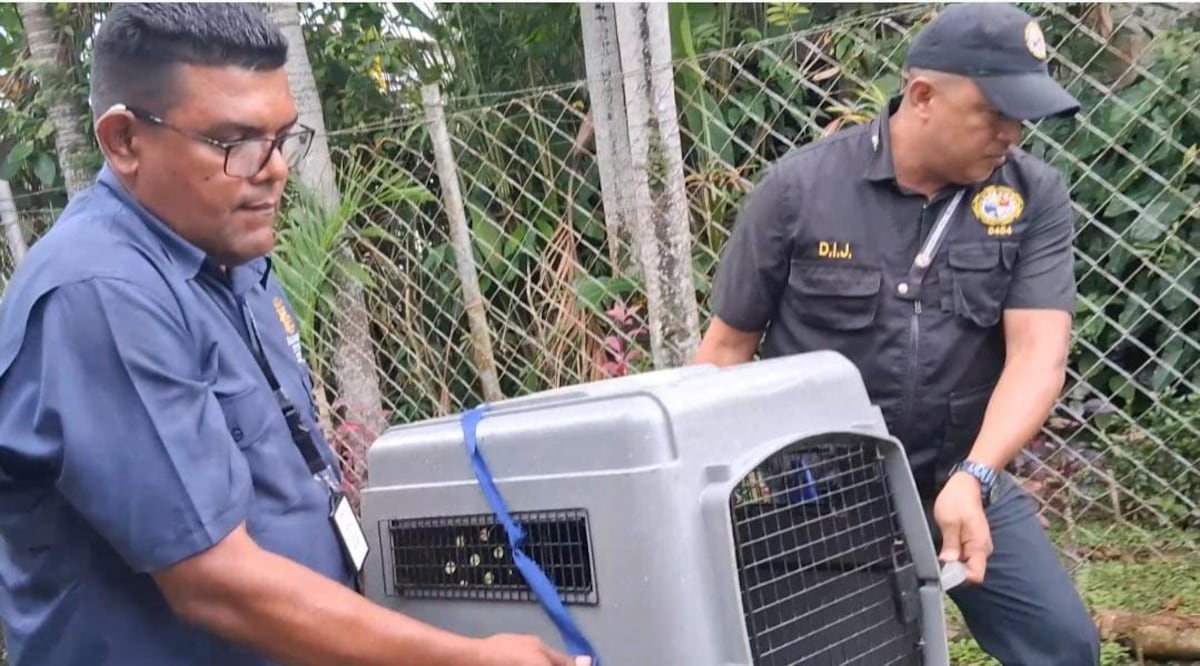 Salvan al perrito: Policía rescata canino maltratado en Pedregal