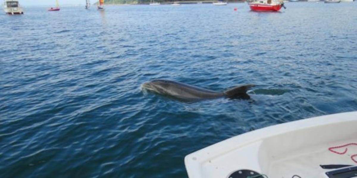 Zafar es un delfín solitario que ataca sexualmente a los bañistas en Francia