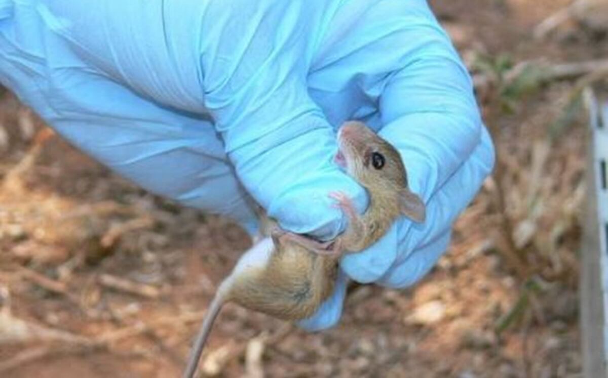 Se reporta la primera defunción por hantavirus en Aguadulce 