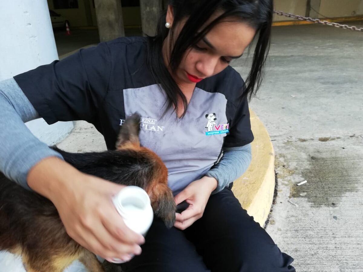 Firulay, la perra más famosa del Rod Carew, ahora tiene una nueva vida