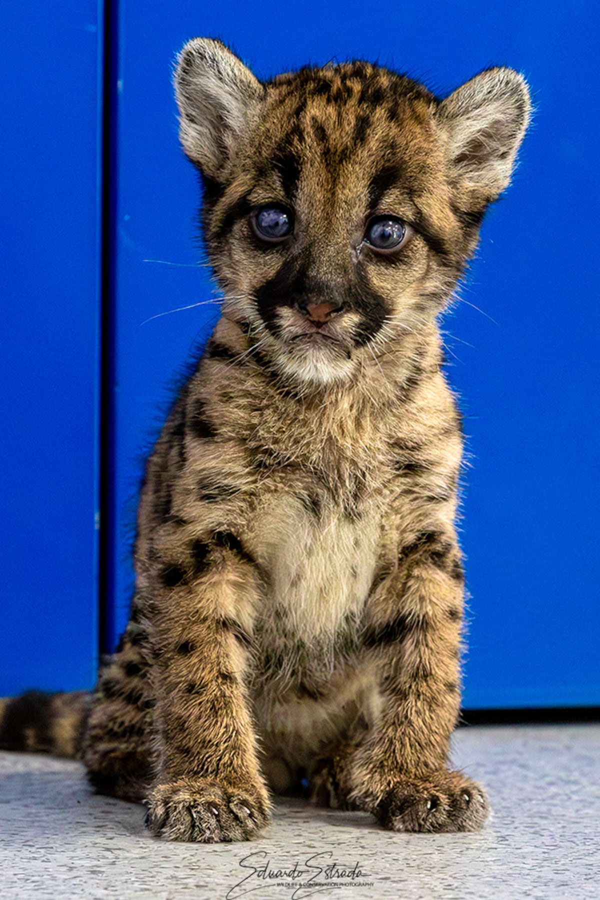 MiAMBIENTE atiende los primeros casos de fauna silvestre del año en su clínica veterinaria