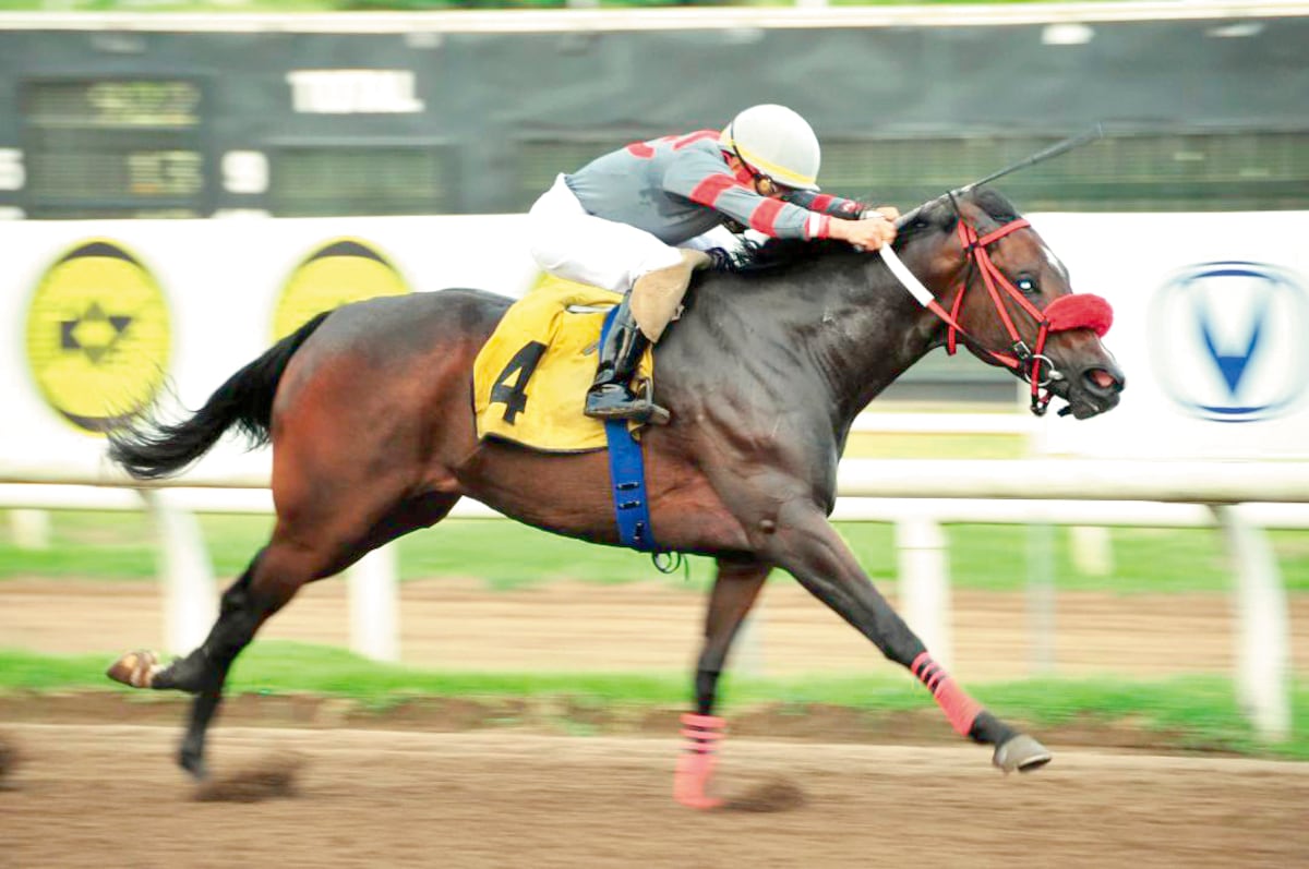 Haras San Miguel: Líder en el Hipódromo Presidente Remón con 116 triunfos