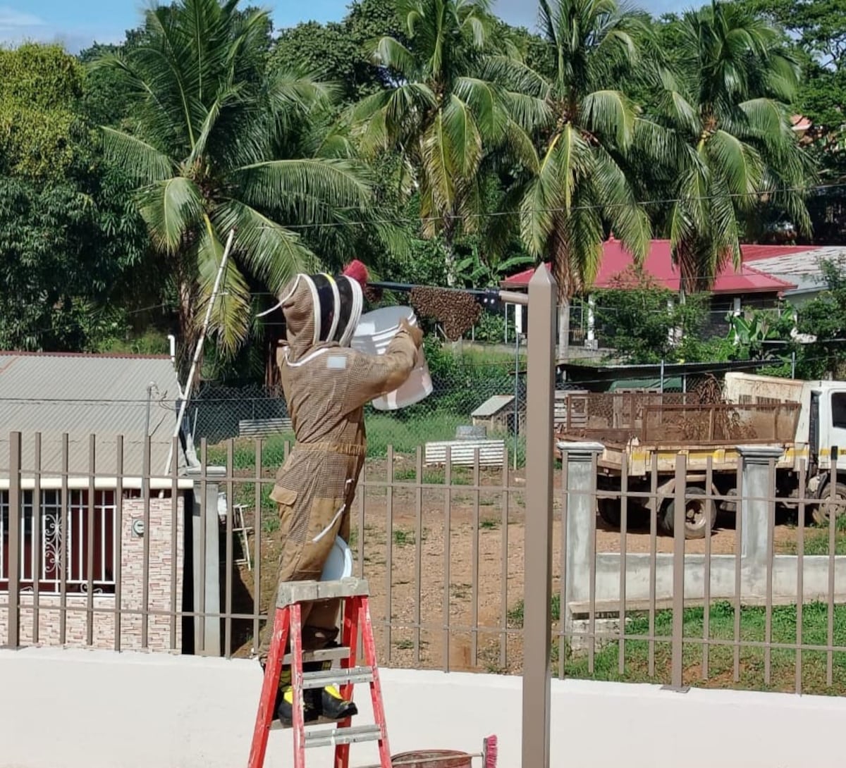 ¡Alerta por abejas africanizadas! Más de 7 mil emergencias atendidas en el país