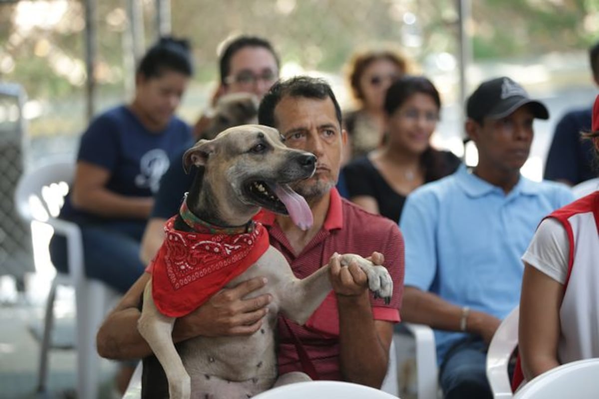 Este jueves 4 de octubre se celebra el 'Día Mundial de los animales'