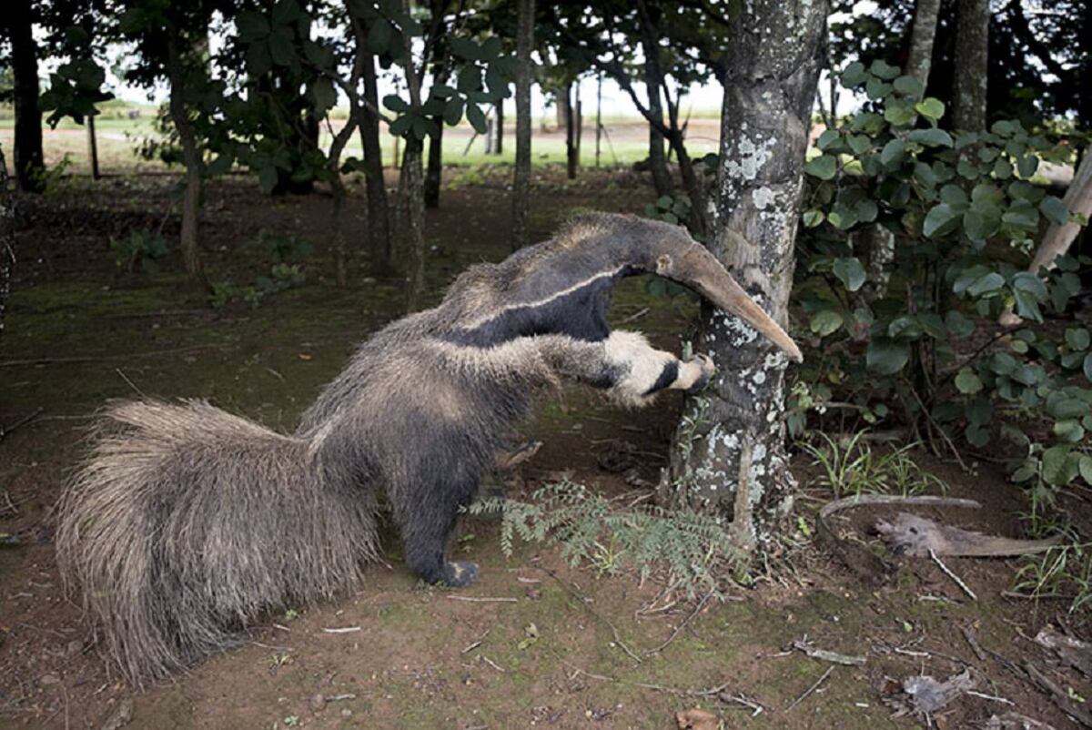 Le quitan el premio al fotógrafo ganador del  Wildlife Photographer of the Year 