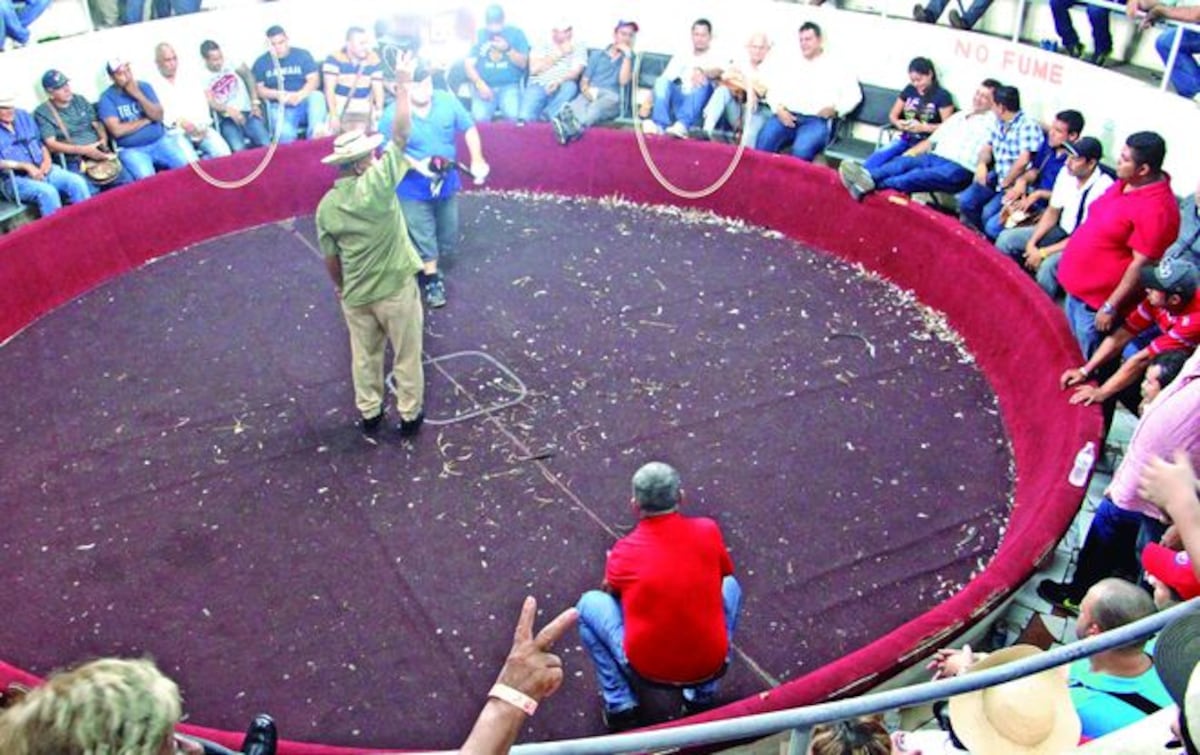 ENTRE APUESTAS Y ESPUELAS. Así desplumaron al 'El Gallero' en Los Santos 