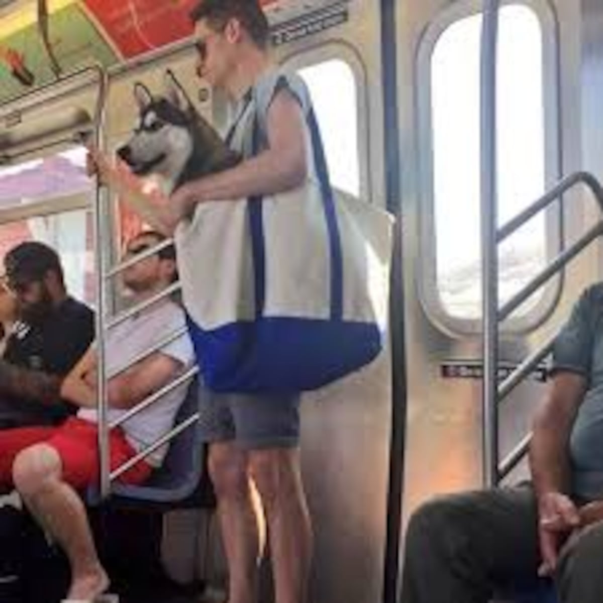 Metro de Nueva York prohíbe perros que no quepan en un bolso