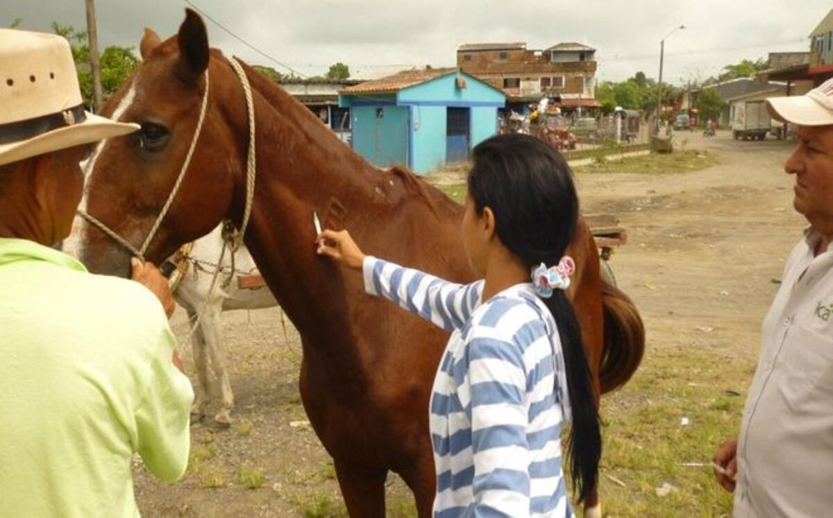 Más vacunas para prevenir la Encefalitis Equina en zonas consideradas de mayor riesgo