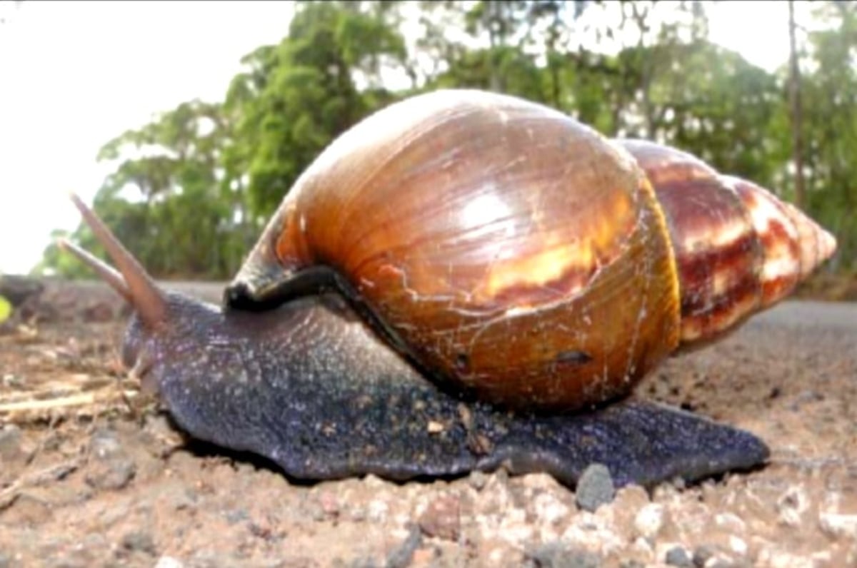 El Caracol Gigante Africano no está en Panamá, pero se mantiene la alerta 