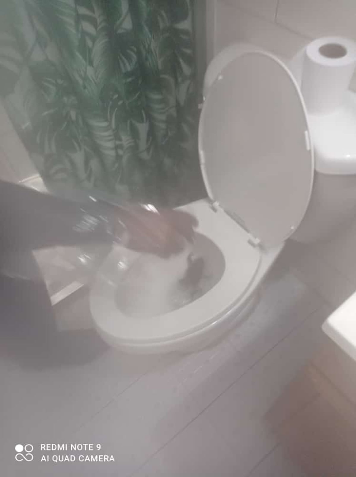 Mujer es sorprendida cuando pretendía hacer sus necesidades. Había un sapo en su inodoro. Llegó hasta la Policía