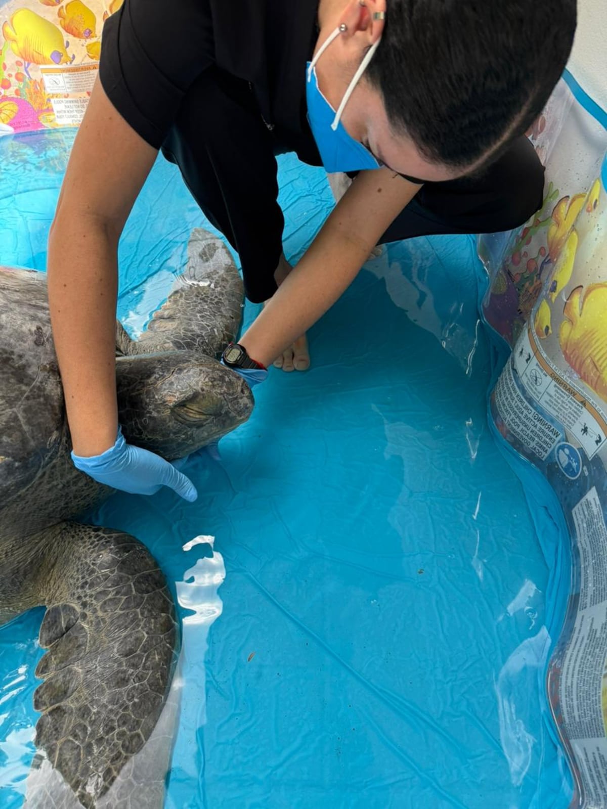 Tortuga verde es auxiliada tras sufrir graves heridas en Taboga