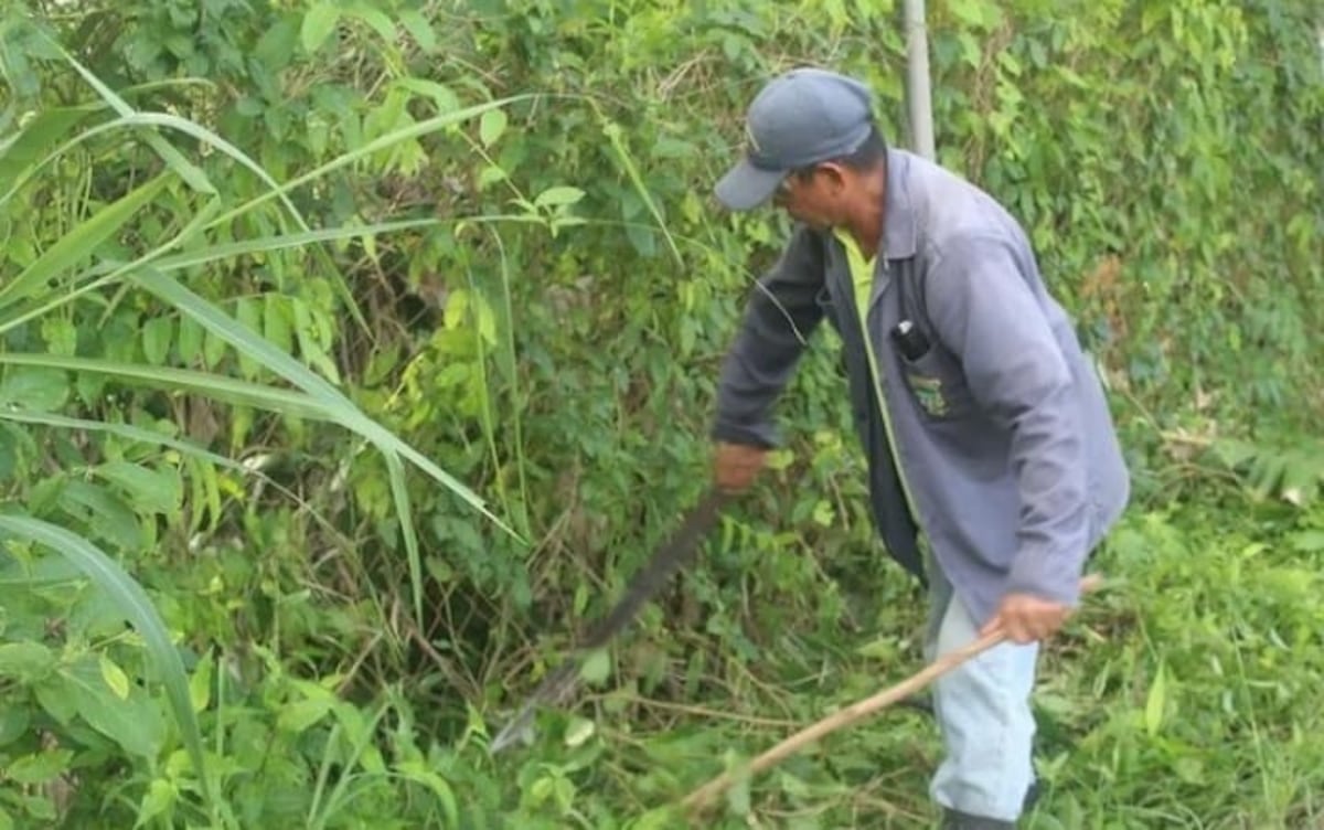 Multarán a dueños de lotes baldíos en Arraiján