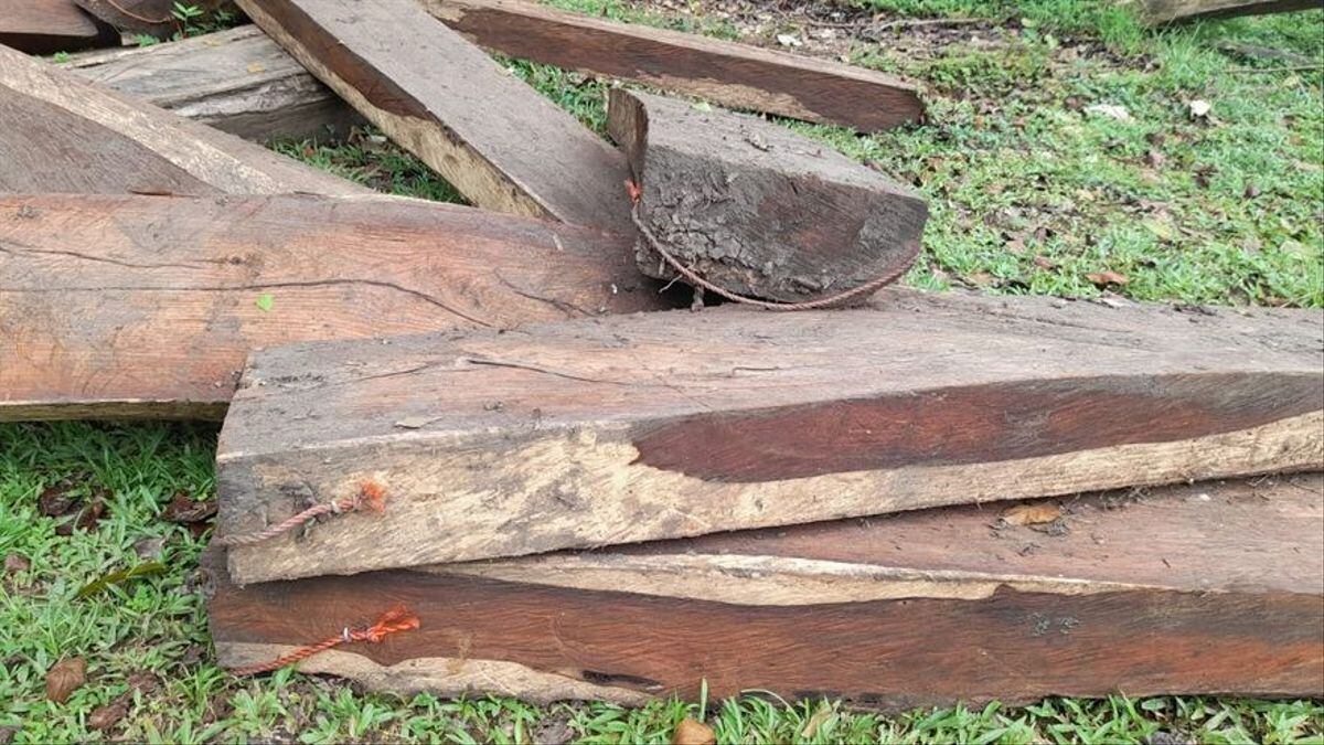 Última hora. Inician investigación por tala de árbol Cocobolo en el Parque Soberanía
