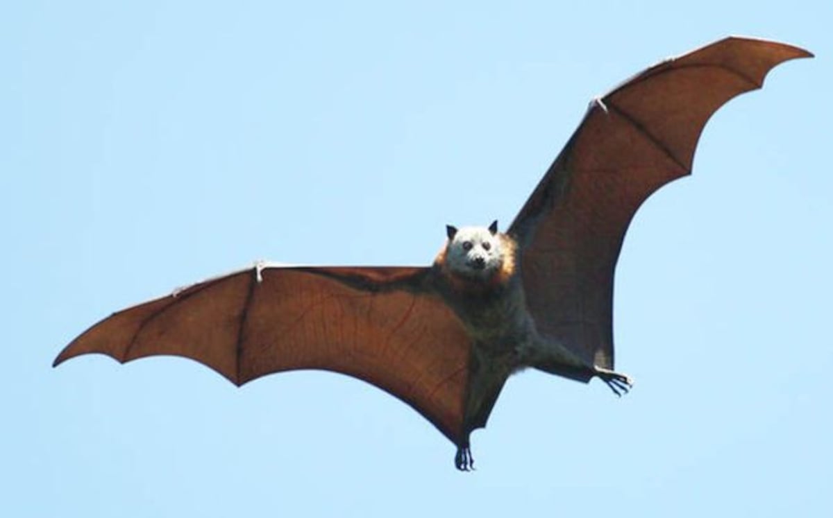 Muere en Florida un niño al que un murciélago le contagió la rabia