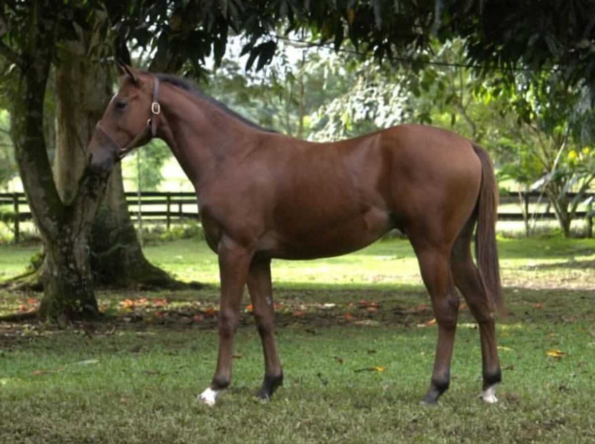 Hípica con pedigree: la cita imperdible del Harás San Miguel este 14 de octubre